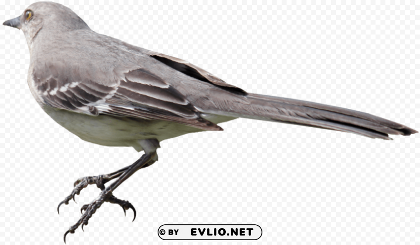bird PNG artwork with transparency