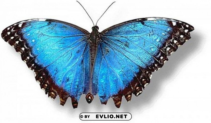 butterfliesblue Transparent PNG Isolated Illustrative Element