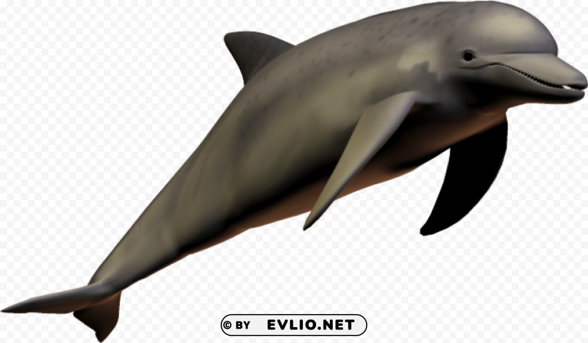 Dolphin PNG files with clear background