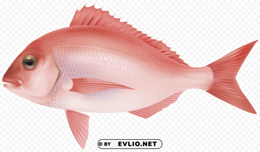 Fish Rose PNG Images With Clear Alpha Channel