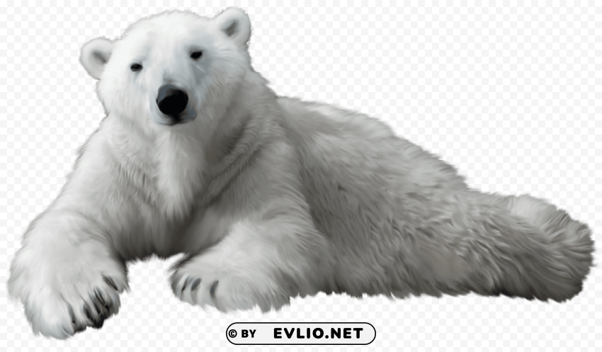 polar bear PNG Image with Isolated Element clipart png photo - 8556da51