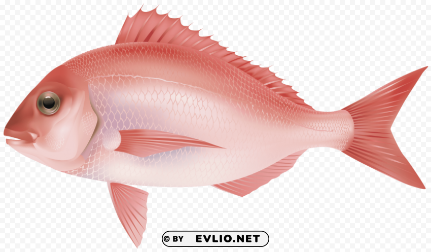red sea fish image Clear background PNG graphics