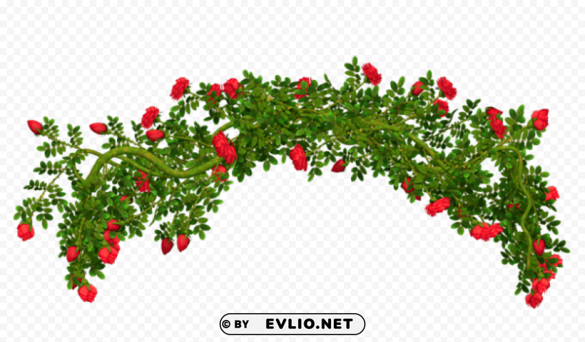 Rosebush Elementpicture Isolated Artwork On Clear Transparent PNG