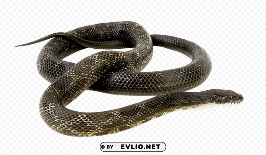 snake HighQuality Transparent PNG Object Isolation