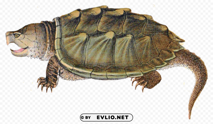 snapping turtle illustration PNG with transparent backdrop