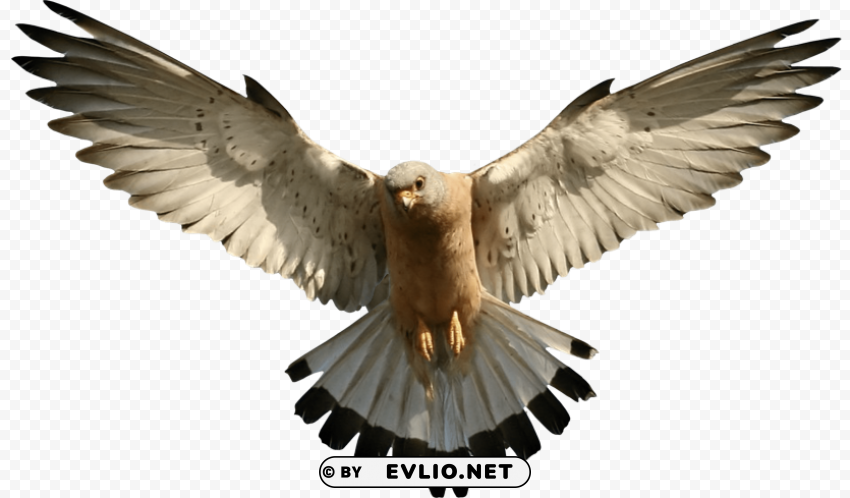 falcon PNG transparent images bulk