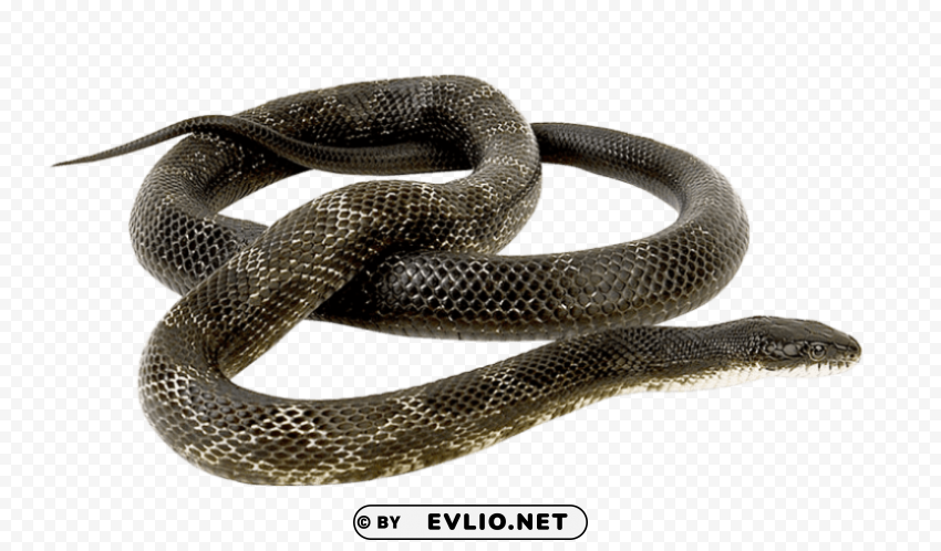 python free HighQuality PNG with Transparent Isolation