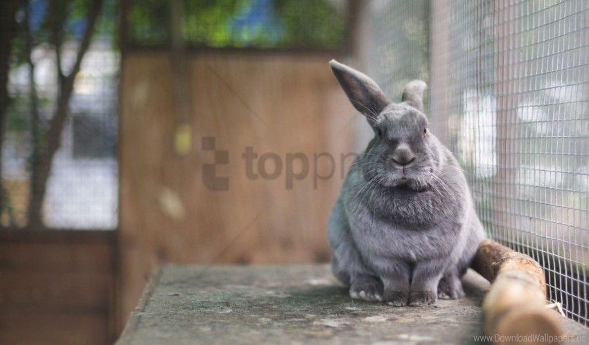 cell face rabbit sit wallpaper PNG for use