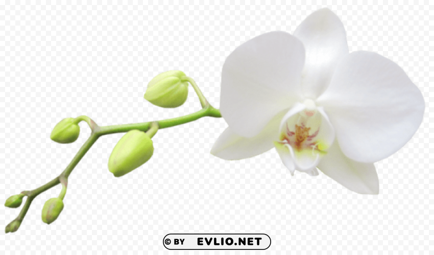 large white orchid Transparent picture PNG