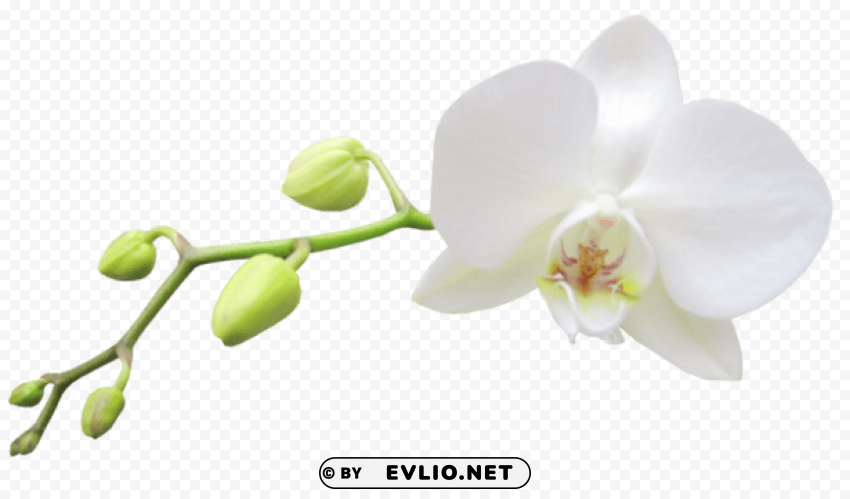 Large White Orchid Transparent Picture PNG