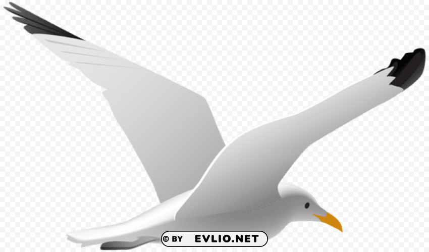 seagull HighQuality PNG Isolated on Transparent Background