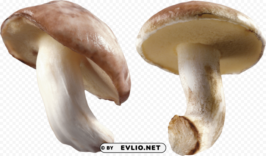 white mushroom Isolated Character on Transparent PNG