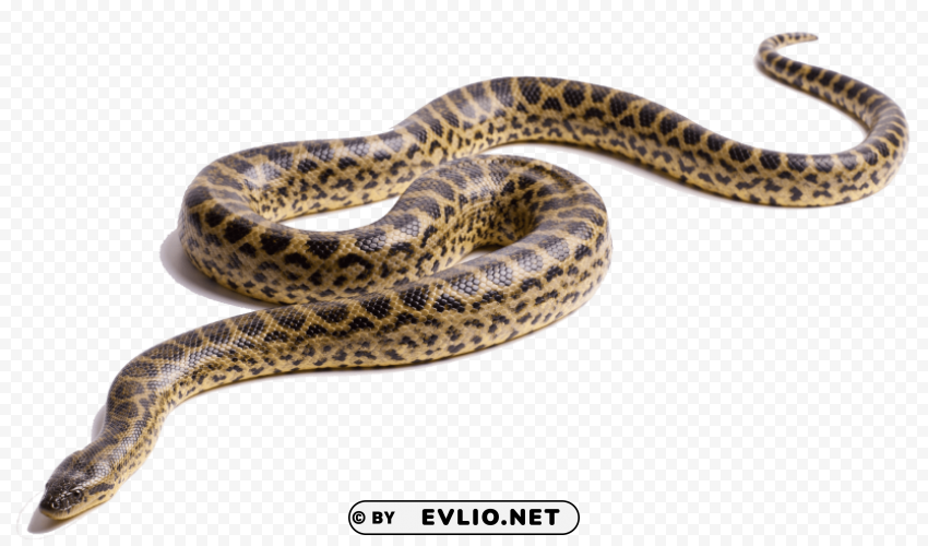 anaconda PNG transparent backgrounds png images background - Image ID 7462828f