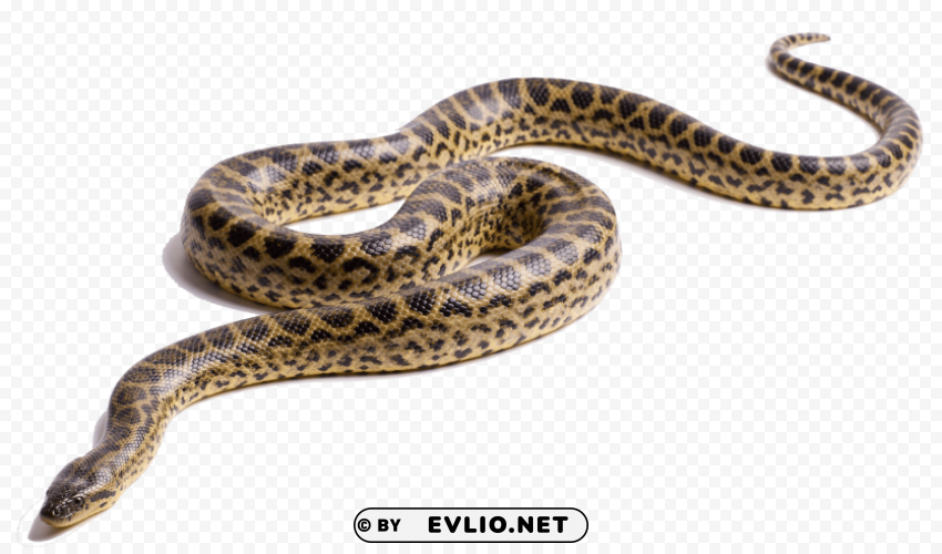 Anaconda PNG Transparent Backgrounds