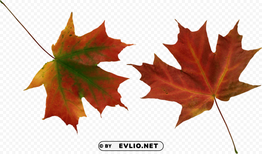autumn leaves PNG transparent images mega collection