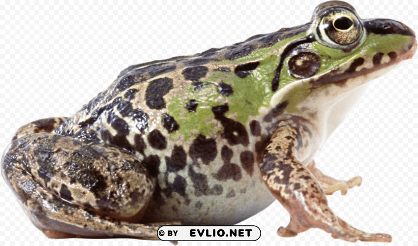 fat frog sideview Isolated Graphic on HighQuality Transparent PNG