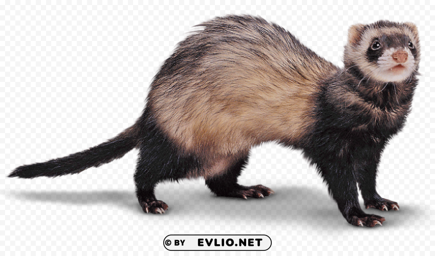 ferret Transparent Background PNG Object Isolation png images background - Image ID a588cade
