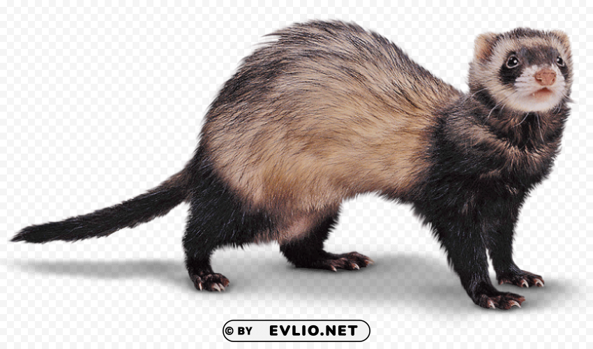 Ferret Transparent Background PNG Object Isolation