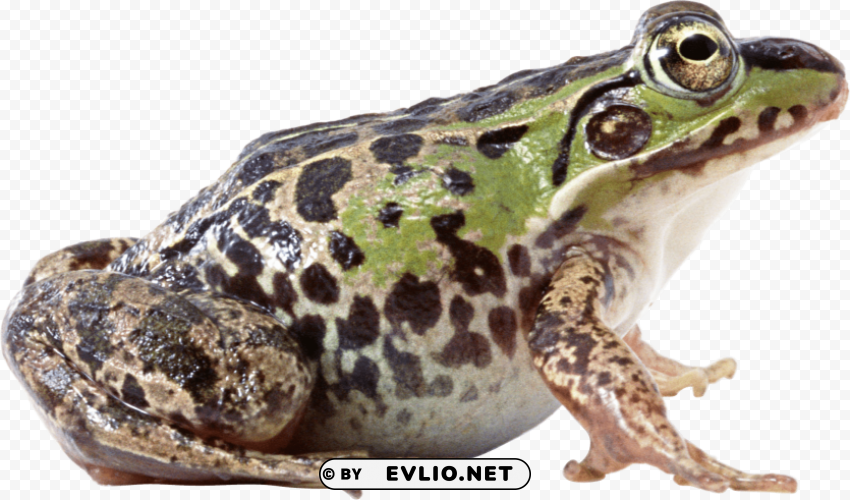 Frog PNG Clip Art Transparent Background