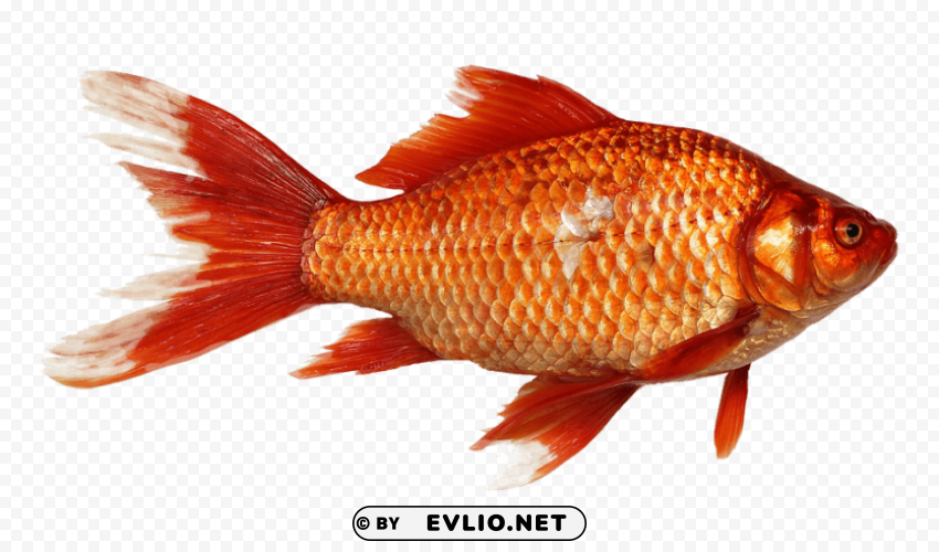 gold fish close up PNG high quality