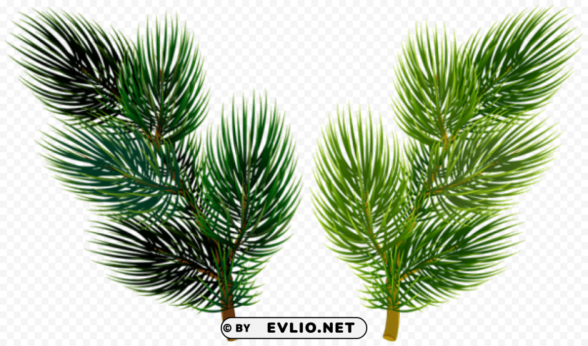 pine branchesdeco Isolated Graphic on Transparent PNG