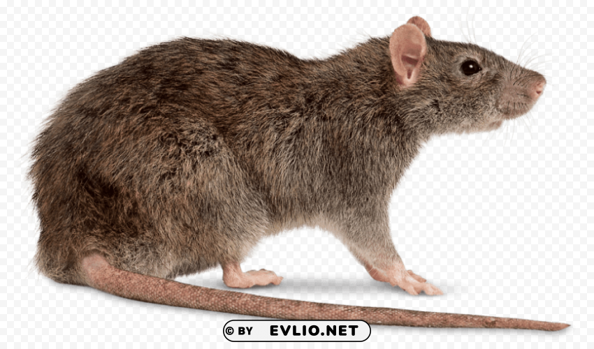 rat right PNG images with clear alpha channel