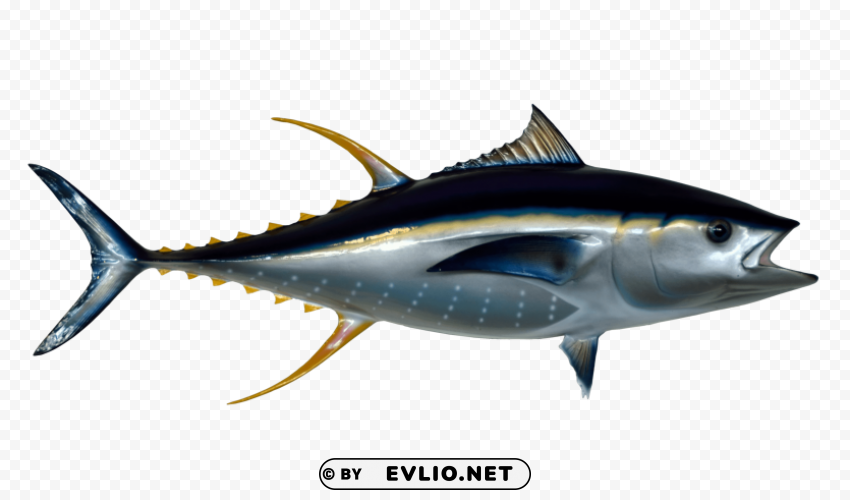 Tuna Fish PNG with isolated background
