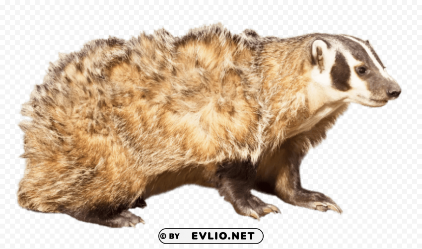 american badger PNG with alpha channel for download