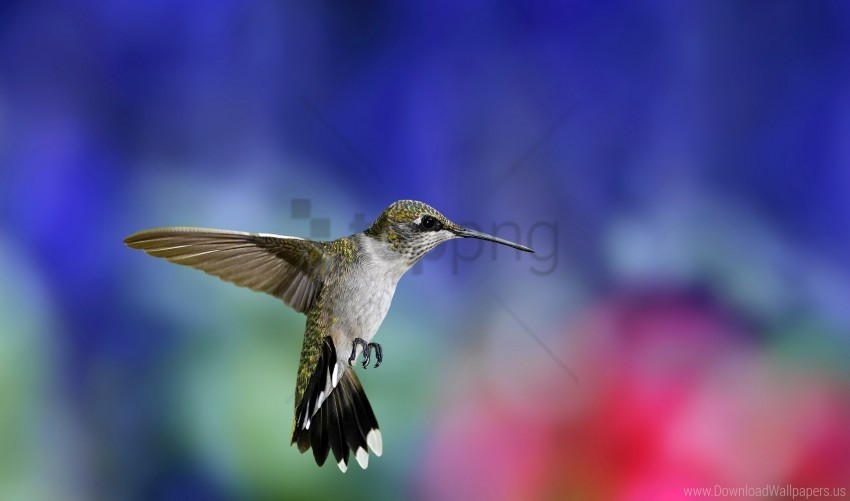 background bird blur flapping wings hummingbird wallpaper PNG Image Isolated on Transparent Backdrop