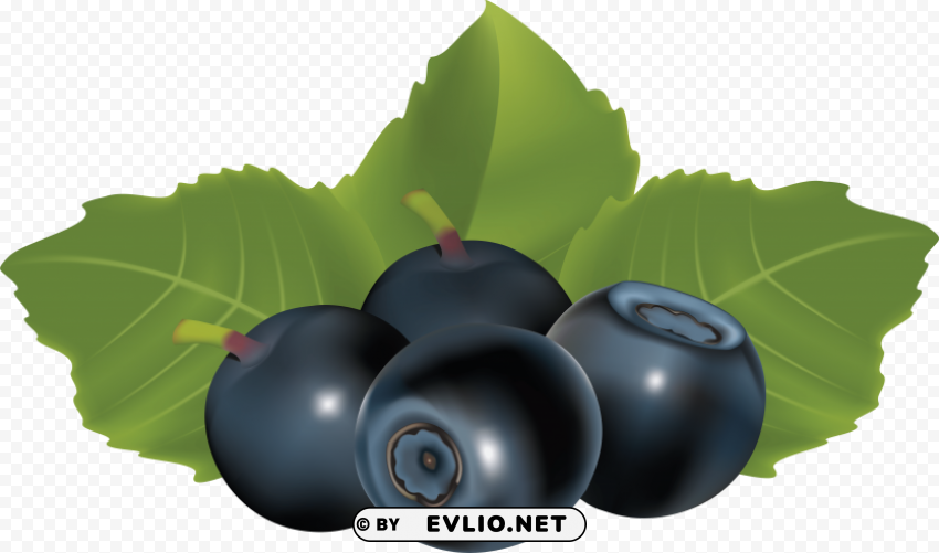 blueberrys drawing PNG transparent photos library