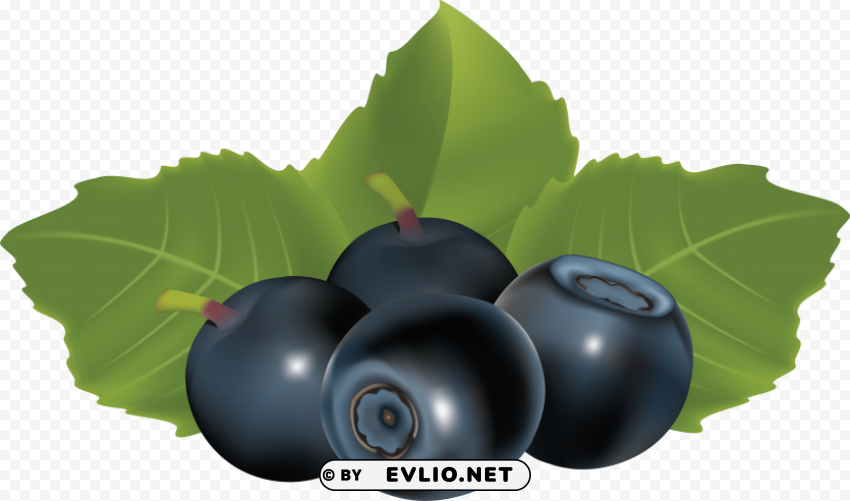 Blueberrys Drawing PNG Transparent Photos Library