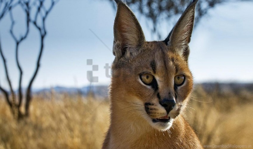 caracal muzzle prairie view wallpaper Isolated Artwork in Transparent PNG