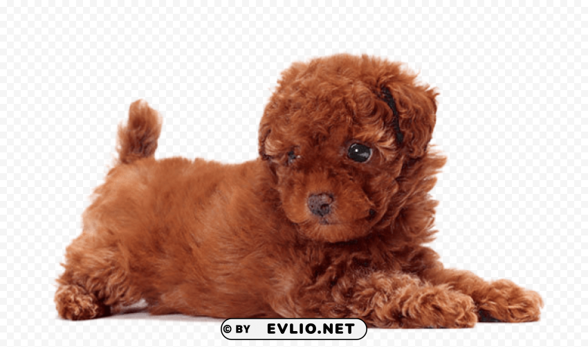 cute dogs that dont shed PNG with isolated background
