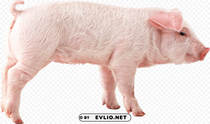 pink pig PNG Image with Isolated Subject