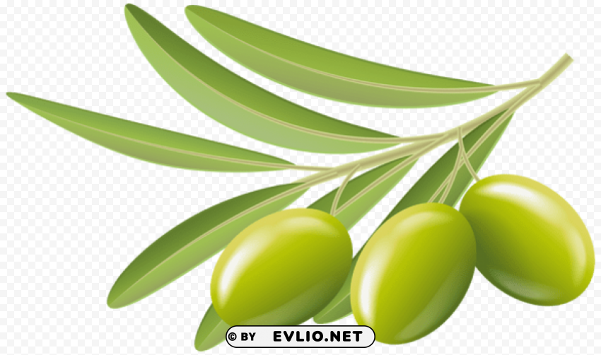 green olives transparent Images in PNG format with transparency