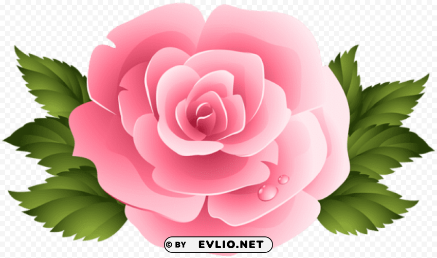 pink rose clipart PNG Graphic Isolated with Clarity