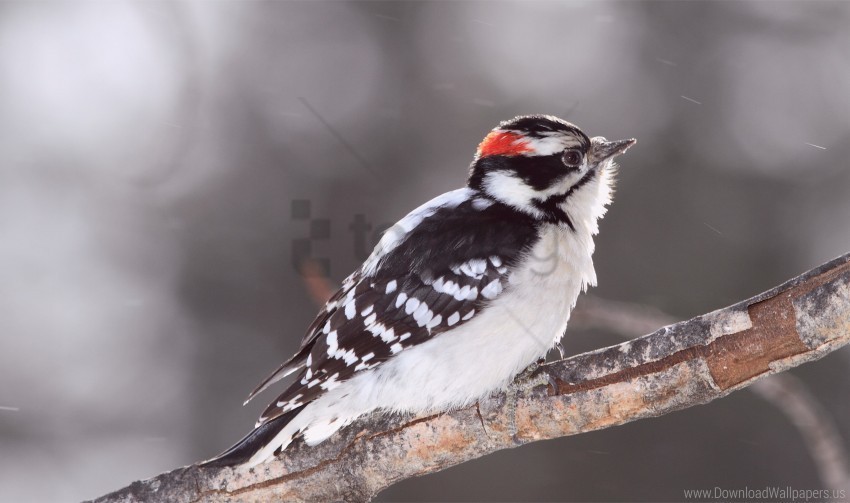 a bird a woodpecker downy wallpaper PNG Graphic Isolated on Clear Background