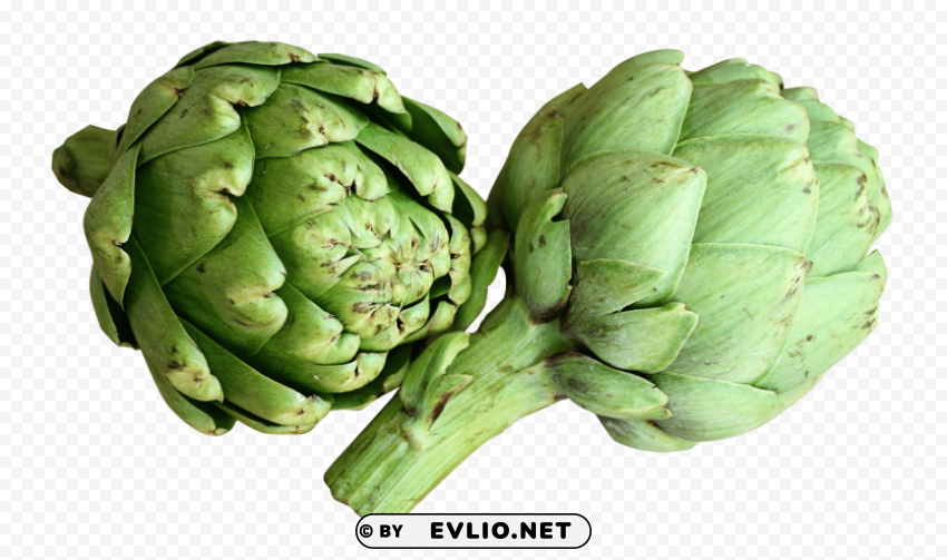 artichoke PNG files with no backdrop required