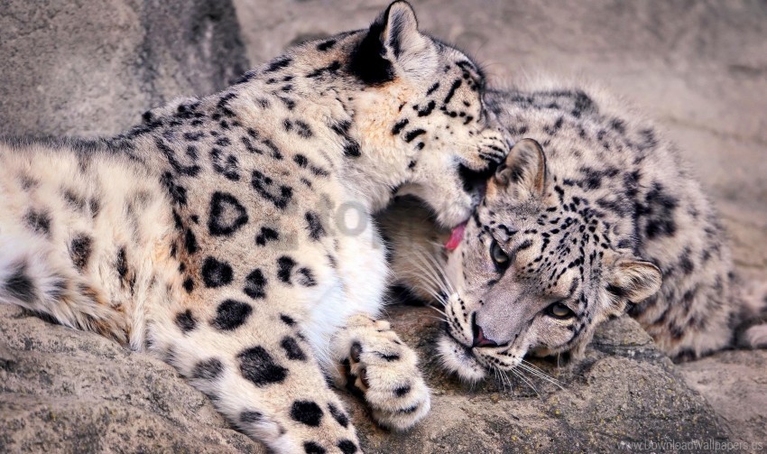 care couple predators snow leopards wallpaper Isolated Subject in Transparent PNG