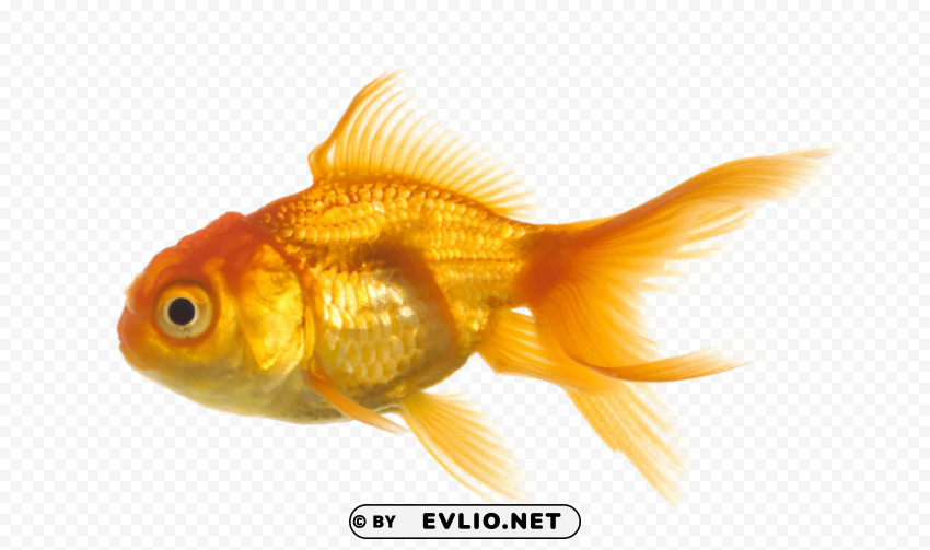 fish Clear Background PNG Isolated Graphic