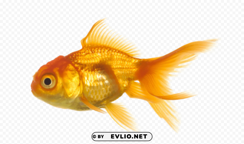 gold fish PNG clip art transparent background png images background - Image ID 8892de35