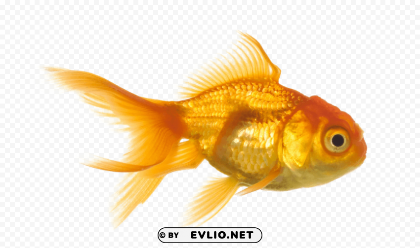 goldfish PNG transparent images bulk