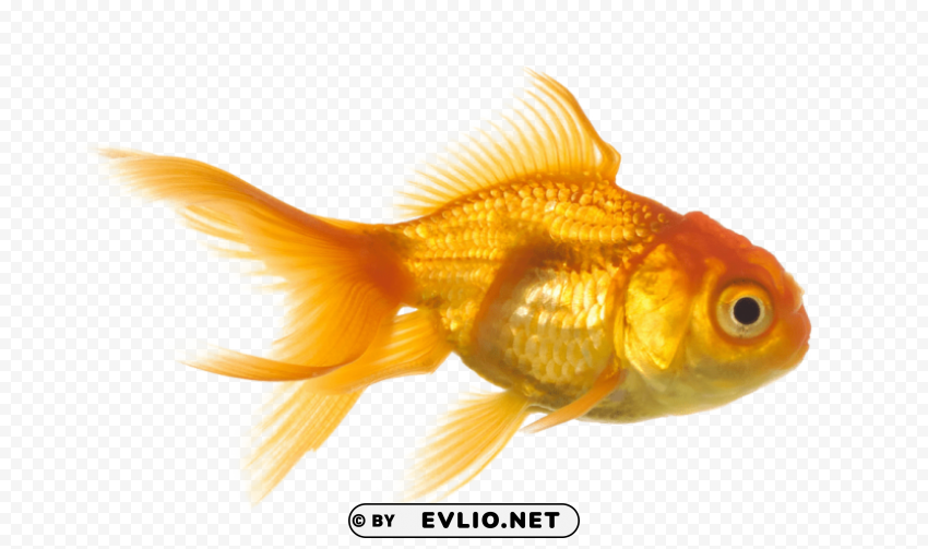 goldfish PNG transparent images for websites