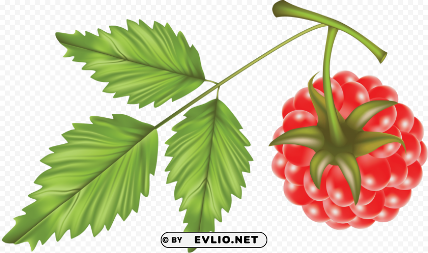 raspberry Free PNG images with alpha channel