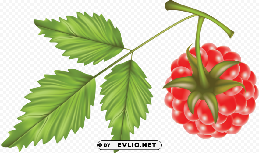 Raspberry Free PNG Images With Alpha Channel