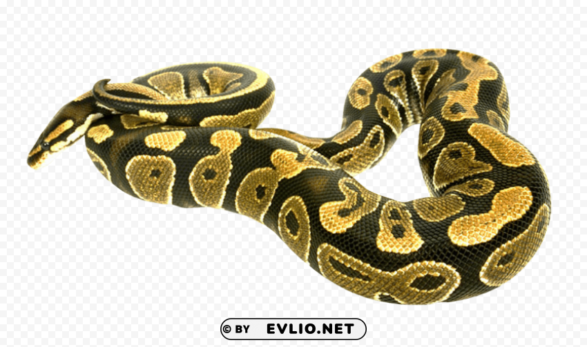 snake PNG for design png images background - Image ID 88d6ac80