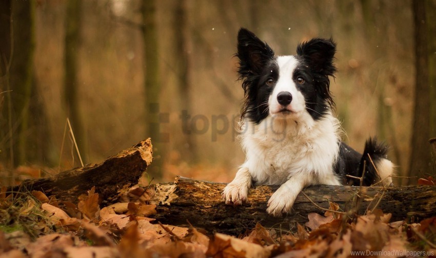 dog foliage muzzle wallpaper No-background PNGs