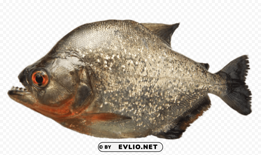 grey piranha Isolated Graphic Element in HighResolution PNG