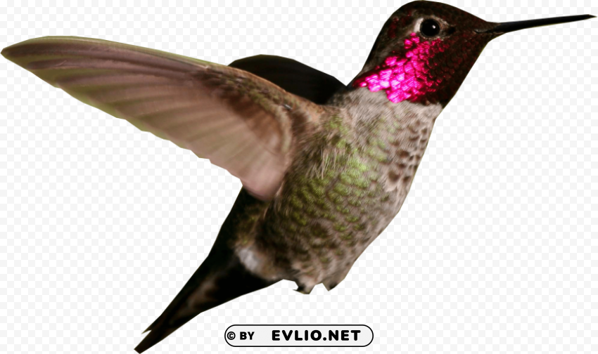 hummingbird PNG Isolated Object with Clear Transparency