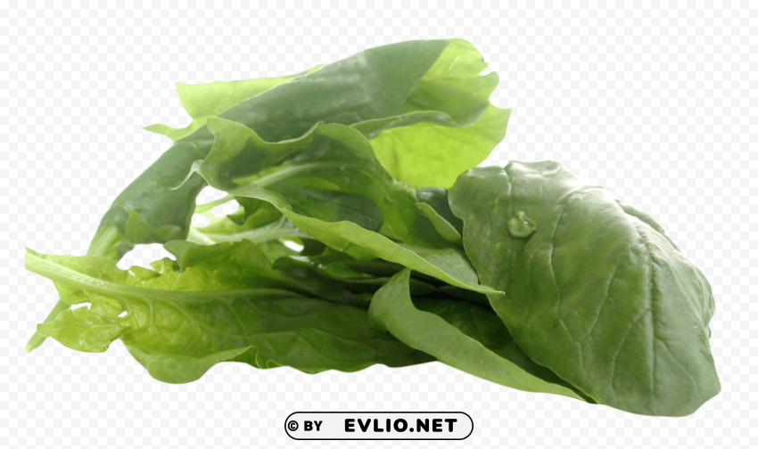 spinach PNG Image Isolated on Clear Backdrop
